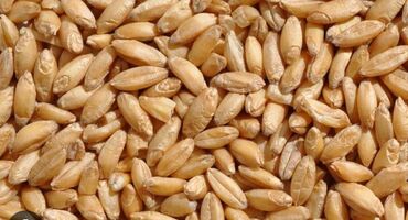 пшеница на корм: Пшеница россия оптом и в розницу звоните сделаем минимальные цены
