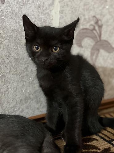 кошку в добрые руки: Кошка даром: Скотиш Страйт (Шотландская прямоухая), 3 месяца, Девочка, Приучена к лотку — 1