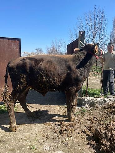 Коровы, быки: Продаю | Бык (самец) | На откорм | Племенные at lalafo.kg — 12 Коровы, быки: Продаю | Бык (самец) | На откорм | Племенные — 12