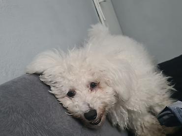 ovčari psi: Beli pahuljasti pas – verovatno Bichon/pudl tip – bele kovrdžave — 2