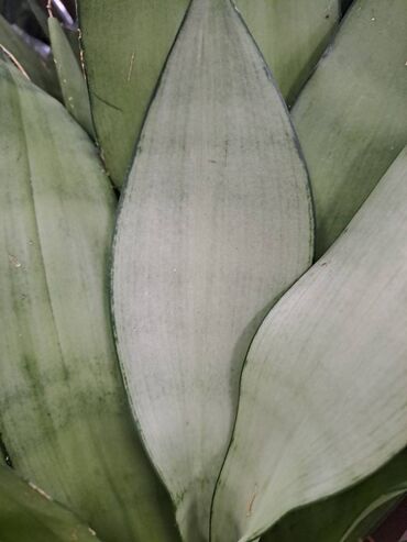 Vaze i saksije: Crassula Ovata, Drvo Novca, velika biljka sa prve, druge i trece je — 13