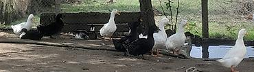 Məhsul: Ördəklər (ağ və qara rənglərdə) Təsvir: Yerli ördəklər 8 ədəd
