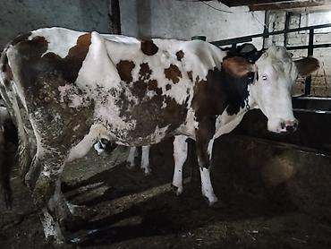 inek satislari: 5 aydı doğub təzə doğanda 16 litr verirdi indi hal hazırda 11,12 litr — 3