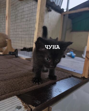 японская кошка: Кошка даром: Беспородная, 1 месяц, Девочка, Приучена к лотку, Проглистована, С документами