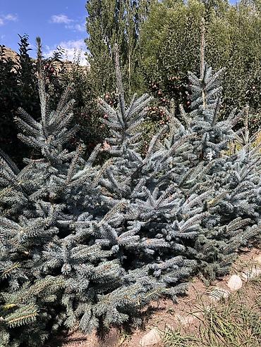 Үй жана бакча: Ель колючая голубая (Picea pungens Glauca) — саженцы для озеленения — 6