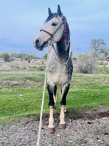 Лошади, кони: Продаю | Конь (самец) | Конный спорт | Племенные — 3