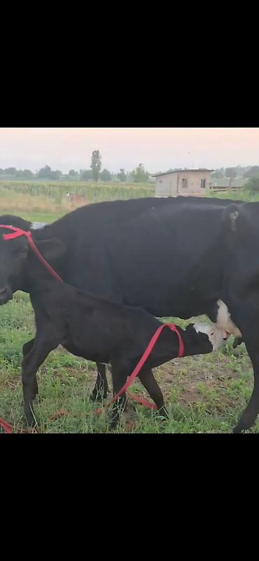 Inəklər, öküzlər: Süd inəyi bala ilə birlikdə - Cins: qara rəngli süd tipli inək — 2