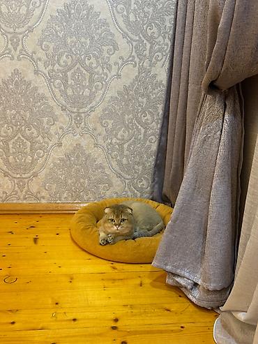 pişik cüt: Qızıl şinşilla, Erkək, Cütləşmə üçün — 9
