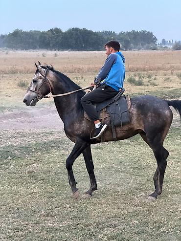 просто ат: Продаю | Жеребец | Арабская — 6