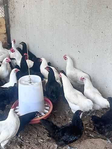 qala cinsi qoyun satilir: Salam tam saglam ag qara temiz cins 4 ay yarimliq avstralip colpalar — 8