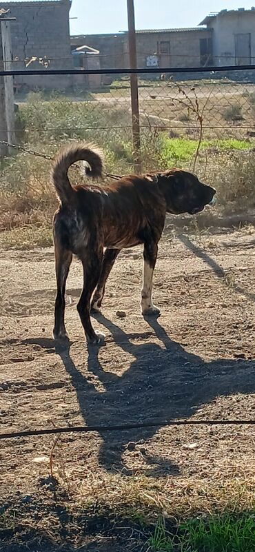 İtlər: Qurdbasar, 3 il, Erkek, Peyvəndli, Ödənişli çatdırılma — 8
