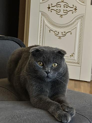 Şotland yastı qulaq, Erkək, Yaxşı əllərə, Pulsuz çatdırılma