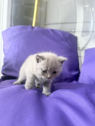 Pişiklər: Britan — 8