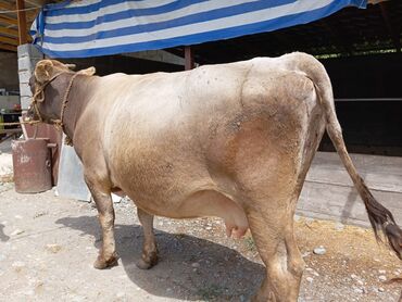 аксессуары для животных: Продаю | Корова (самка) | Швицкая | Для молока | Стельные