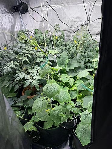 Bitki torpaqları: GROWBOKS Tam Dəst – indoor əkim üçün komplekt işlənmişdir Dəstın — 3
