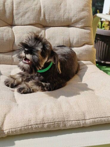 Psi: Odgajivacnica Pet house nudi prelepe stence Patuljastog snaucera Biber — 10