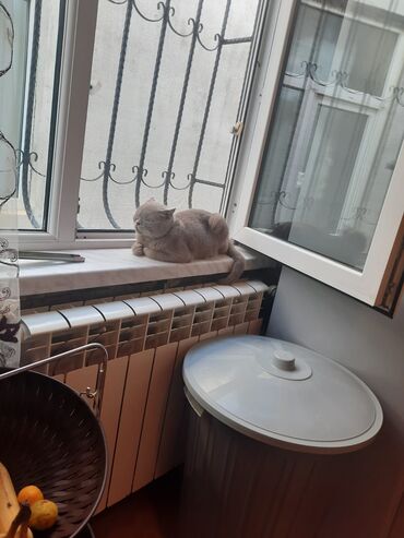 coban iti balasi: Satılır isdiyen olsa 055 445 48 96 vapcapda yaza biler qiymeti diyecem