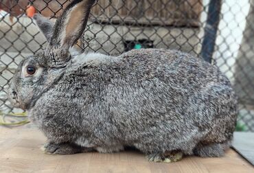 Кролики: Продаю | Крольчиха (самка) | Серый великан | На забой, Для разведения