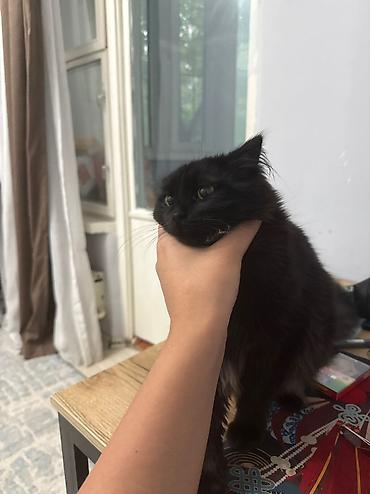 годик: Отдаю двух котов и кошку в добрые и ответственные руки! Связи с — 5