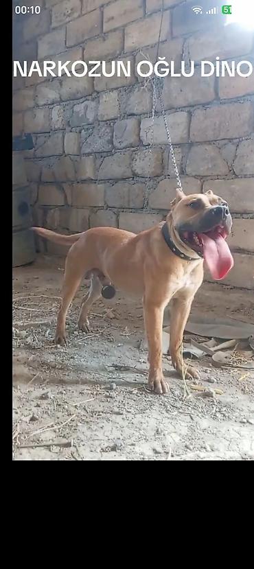 Pitbul, 1 il, Erkək, Peyvəndli, Ödənişli çatdırılma lalafo.az -da Pitbul, 1 il, Erkək, Peyvəndli, Ödənişli çatdırılma