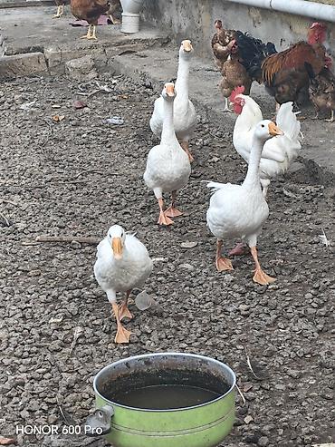 rəngli quslar: Ağ qazlar – təsərrüfat üçün seçmə dəstə - Cins: ağ linda qazlar - — 3