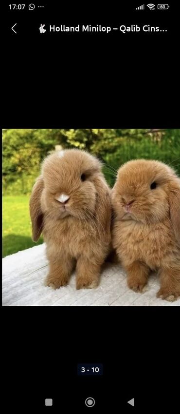 dovşa: Holland lop(20 azn) və Şotland lop( 25 azn )cinsi dovşanlar öz