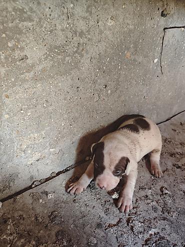 İtlər: Pitbul, 1 ay, Dişi, Ödənişli çatdırılma -da lalafo.az — 6 İtlər: Pitbul, 1 ay, Dişi, Ödənişli çatdırılma — 6