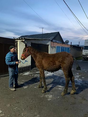 Лошади, кони: Продаю | Жеребенок | Рабочий — 7