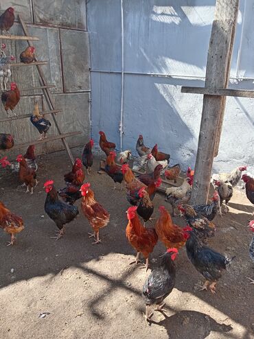 Digər quşlar: Kuban ördəyi hamsı erkəydı ətlik. Kənd beçəsi hamsı xoruzudu sağlam — 9