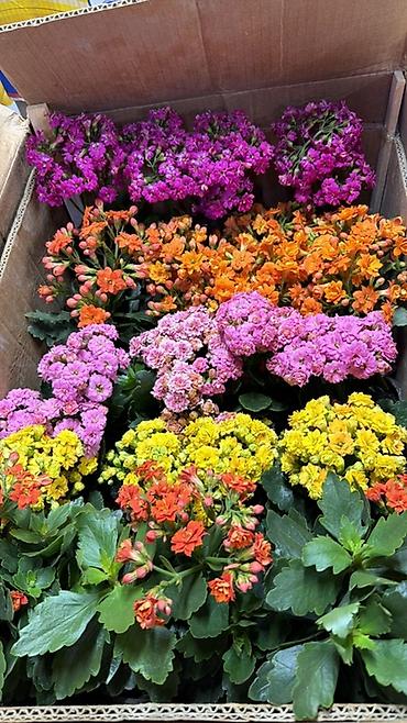 Герани и пеларгонии: Комнатные цветы в горшках — ассортименты расцветок - Цикламен — 16