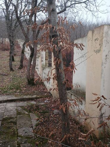 Torpaq sahələrinin satışı: 28 sot, Mülkiyyətçi, Kupça (Çıxarış)