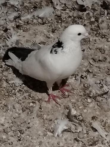 Heyvanlar: Məhsul: göyərçinlər - Erkək “goy boyun” göyərçin – tutulma. Ağ — 3