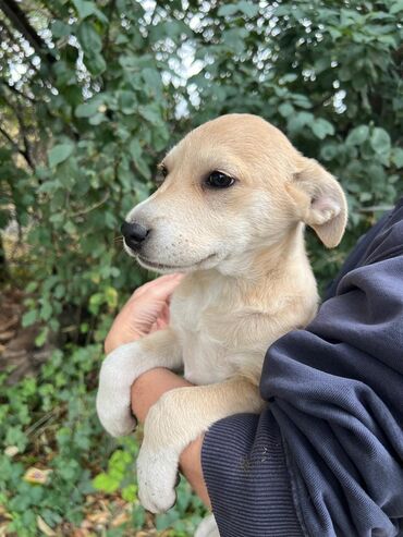 Отдам даром собаку: Собака даром: Дворняжка, 4 месяца, Самец — 10