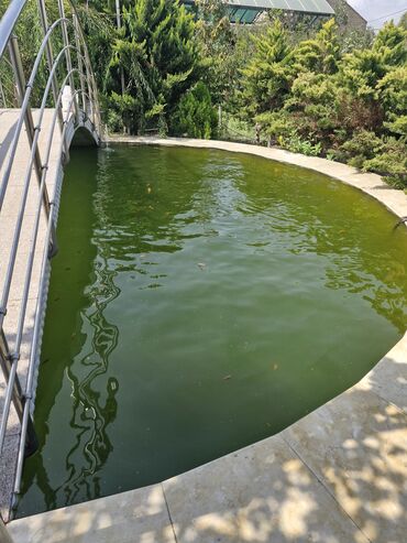 Balıqlar: Koi Yapon Qizil baliqlari. Hovuz seraitinde yasayirlar. Istiye ve — 13