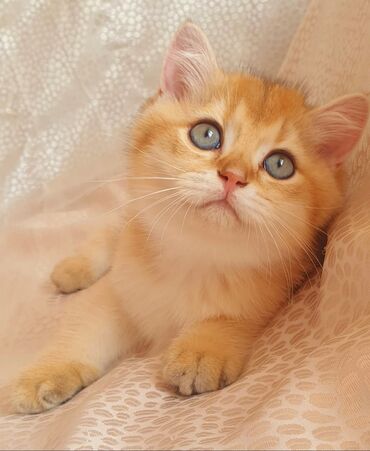 Pişiklər: Britan yastı qulaq, Erkək, Dişi, Yaxşı əllərə, Ünvandan götürmə, Pulsuz çatdırılma, Ödənişli çatdırılma — 1