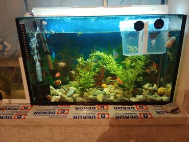 heyvan alqi satqisi: Hazir akvarium.satilir baliqlarla bir yerde son qiymet 150m