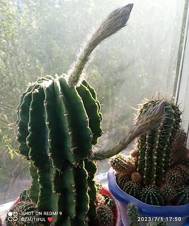 Другие комнатные растения: Хлорофитумы. распродажа Хлорофитум - можно по праву назвать — 22