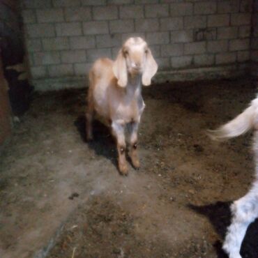 Козы, козлы: Продаю | Коза (самка) | Для разведения | Племенные — 7