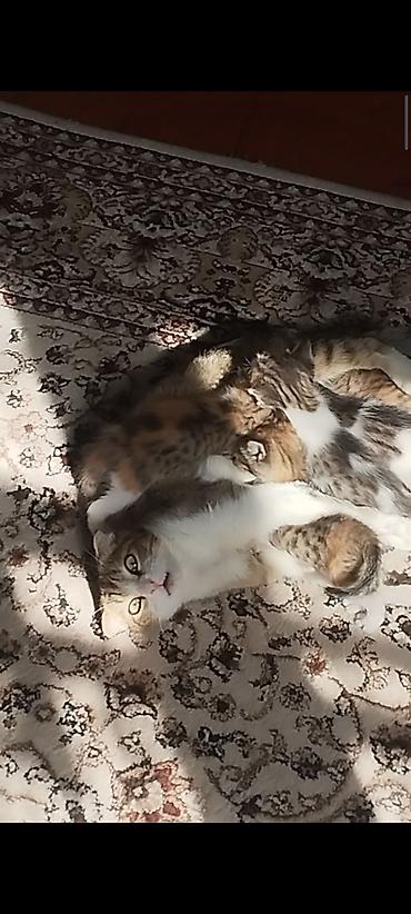 жер уй бишкек сатылат: Котята от домашней кошки с вислоухими ушками (мама на фото). Окрас у — 7