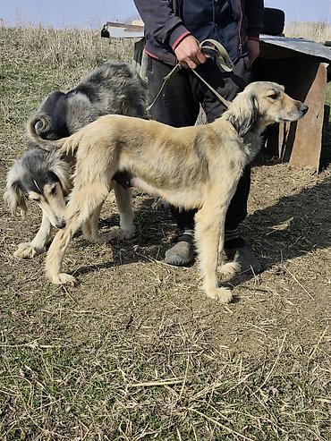 Продажа собак: Продажа Щенков ТАЙГАН для пастушьей службы и охоты. Описание: - — 6