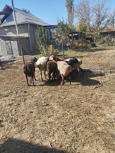продажа домашних животных: Продаю | Овца (самка) | Для разведения — 3