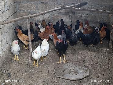Toyuq, Damazlıq lalafo.az -da Toyuq, Damazlıq