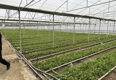 Kommersiya daşınmaz əmlakının satışı: Tecili obyekt satilir!!! Zire Qesebesi, Qishlaqda 2 hektar 20 sot ve — 3