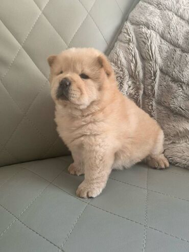 Chow chow Puppies cute lovely Chow chow Puppies for sale. They are