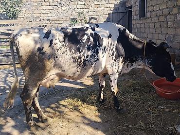 Inəklər, öküzlər: Süd yönümlü inək və buzov - Cins: qarışıq, qara-ağ ala rəngli - Yaş — 3