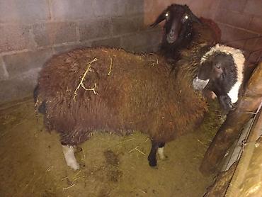 Баран, овца: Продаю | Баран (самец) | На забой, Для разведения — 6