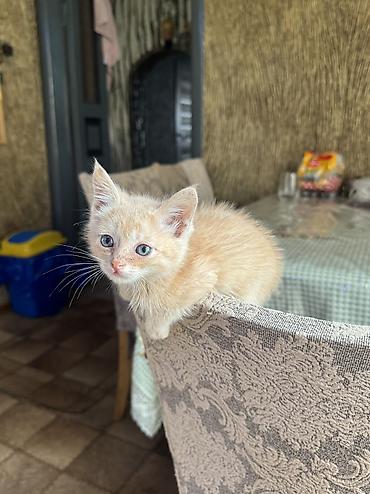 домашний животные: Кошка даром: Беспородная, 2 месяца, Мальчик, Приучена к лотку — 5