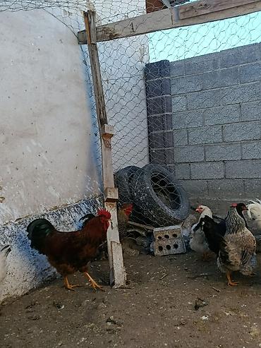 Куры, петухи: Продаю | Петух, Куры | Домашняя | На забой, Несушки, Для разведения — 22