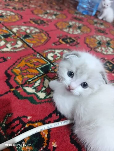 сколько стоит вислоухий котёнок: Шотландские вислоухие котята хочу отдать надёжные заботливые руки двое