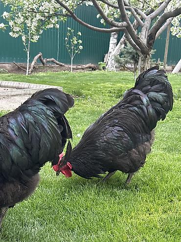 Куры, петухи: Продаю | Петух | Для разведения — 11